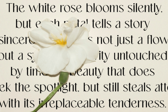 Dastin Mirelle Font preview 3