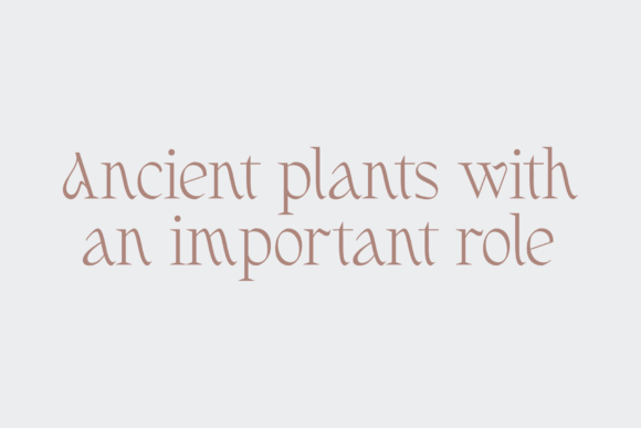 Fernhead Font preview 2