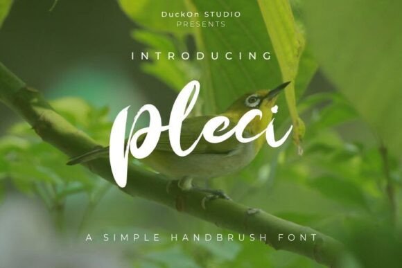 Pleci Font