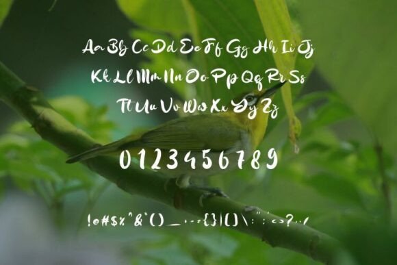 Pleci Font preview 2