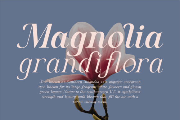 Algra Molta Font preview 3